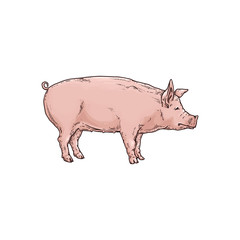 Pig or piglet a farm animal character, vector sketch illustration isolated.