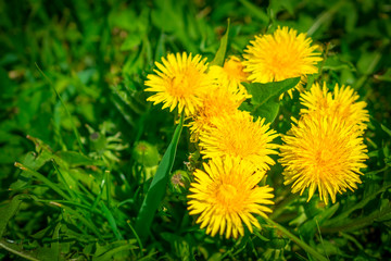 Yellow dandelion. Bright flowers dandelions on background of green spring meadow.