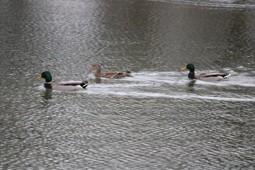 ducks swimming
