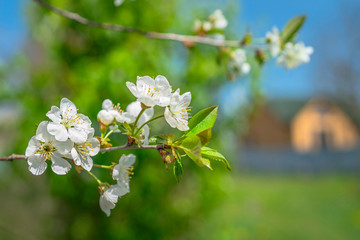 Springtime. White cherry blossoms. Spring flowers on nature blurred background.