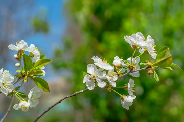 Springtime. White cherry blossoms. Spring flowers on nature blurred background.