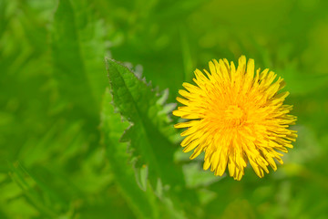 Yellow dandelion. Bright flowers dandelions on background of green spring meadow.