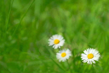 Blurred background of chamomile flowers. Camomiles daisy flower meadow.
