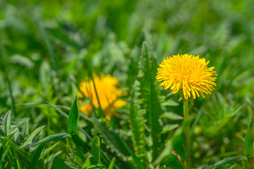 Yellow dandelion. Bright flowers dandelions on background of green spring meadow.
