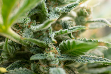 Fresh green weed In details. Macro trichomes cannabis. Indica flower. CBD THC in Pot. Marijuana bud...