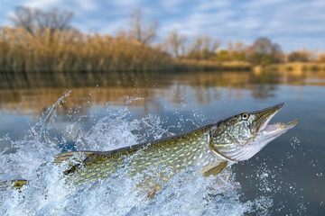 Fishing. Big pike fish jumping with splashing in water
