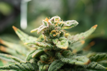 Macro trichomes cannabis. Fresh green weed In details. Indica flower. CBD THC in Pot. Marijuana bud...