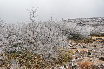 제주도 한라산 1100고지 겨울 설경 눈꽃 