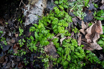 wild parsley in the forest