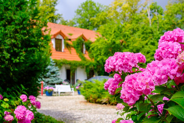 Fototapeta na wymiar Country house landscape hydrangea flowers