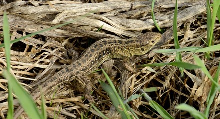 Lizard is an ordinary species of lizards from the family of real lizards. Males are usually darker and have a brighter color. During mating, they become brighter