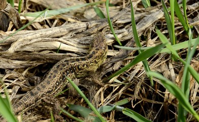 Lizard is an ordinary species of lizards from the family of real lizards. Males are usually darker and have a brighter color. During mating, they become brighter
