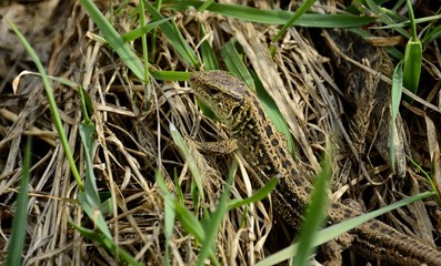 Lizard is an ordinary species of lizards from the family of real lizards. Males are usually darker and have a brighter color. During mating, they become brighter