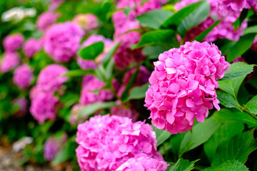 Blooming pink hortensia flowers in garden