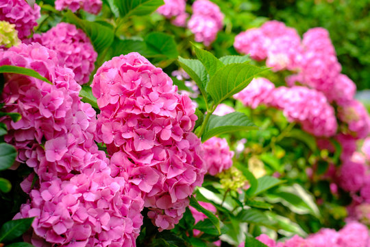 Blooming Pink Hortensia Flowers In Garden