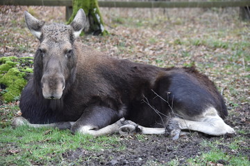 Fototapeta premium ANIMALS