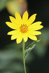 Oxeye