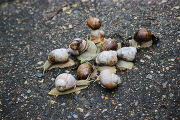 Large grape snails on wet pavement.