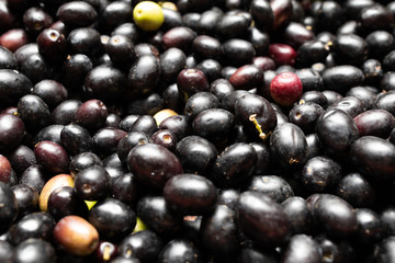 close shot of Italian black olives freshly harvested from the field