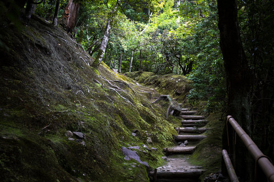 Japan, Kyoto, Steps in forest