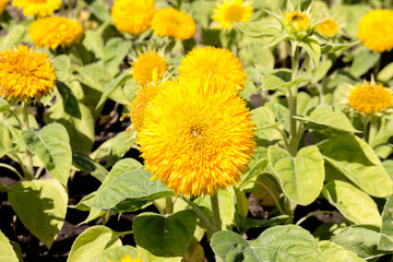 Sunflower on a background of clouds and blue sky