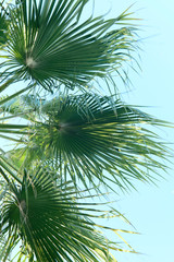 Fototapeta na wymiar Blurred floral background. Beautiful texture of palm leaves against the blue sky. Green natural background. Vertical, close-up, blur, cropped shot, side view. Nature concept.