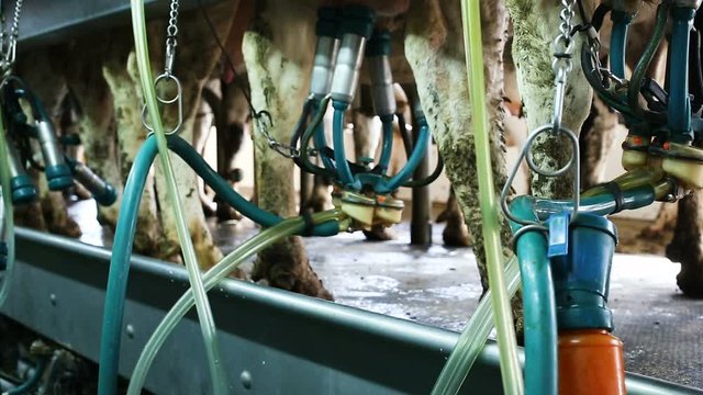 Cows with milking machine at rotary parlour system of dairy farm 