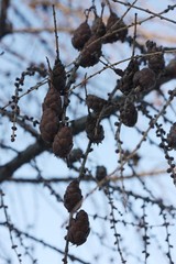 Beautiful tree with brown cones in the Park