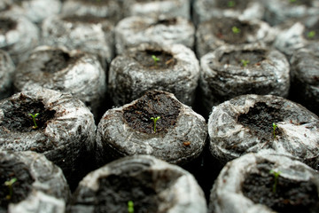 Germination of tiny Lisianthus flower seeds.