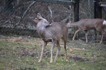 Fototapeta premium ANIMALS