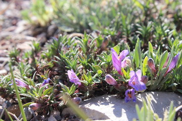 Short Mountain Flower