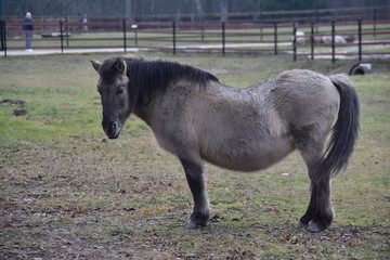 ANIMALS