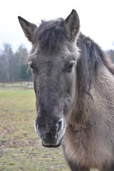 Obraz premium ANIMALS