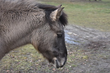 ANIMALS