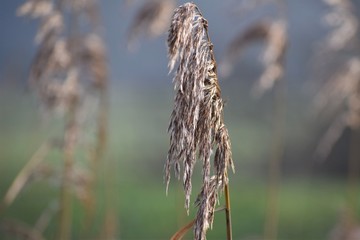 Natuur - Plant
