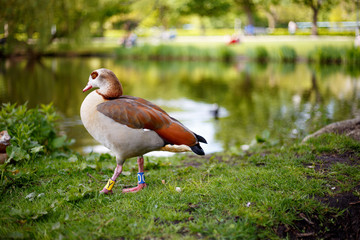 Wild duck walking in public park, near lake.