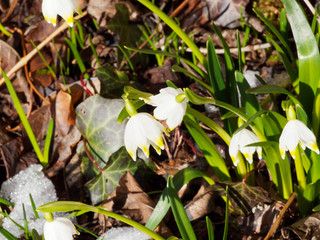 (Leucojum vernum) Frühlingsknotenblume mit breit-linealische dunkelgrüne laubblätter und weißgefärbten, glockenförmigen hängen blüten. Blütenblattspitzen eine gelbgrüne, fleckenartige Färbung auf
