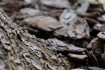 Beauty in gravel