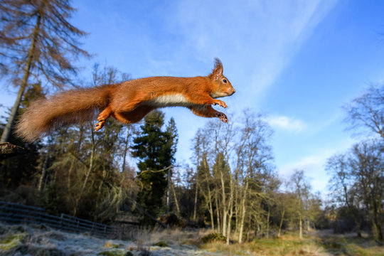 UK, Scotland, Eurasian red squirrel(Sciurus Vulgaris)mid-jump