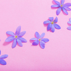 blue spring flowers on pink background