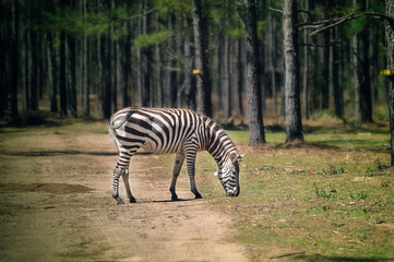 Fototapeta na wymiar A grazing zebra