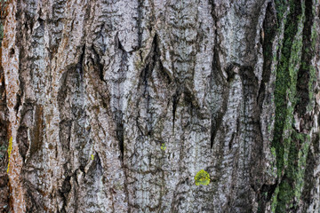 Old wood tree texture background pattern.nature surface