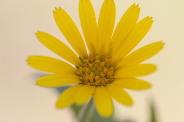 Calendula arvensis field marigold yellow medicinal flower very common in the fields of Andalusia