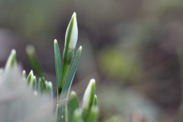 Snowdrop increasing