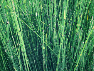 Background of thin, long and green aquatic plants. Also known as water reed. - obrazy, fototapety, plakaty