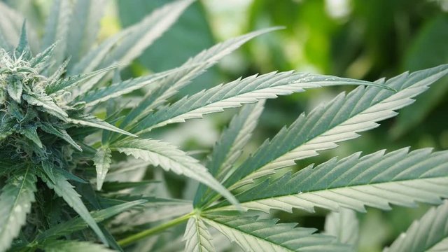 Hemp (cannabis) bud HD VIDEO. Ripe blooming female marijuana flower and leafs growing in homemade garden. Shallow depth of field and blurred background. Illuminated by sunlight. Close-up.