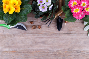 Gardening tools and flowers