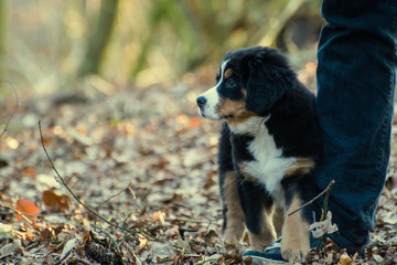 berner sennenhund © Hendrik