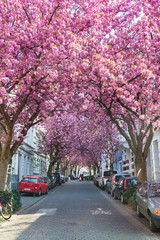Cherry blossom street in Bonn, Germany