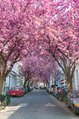 Cherry blossom street in Bonn, Germany, lined with blooming pink sakura trees, spring seasonal atmosphere, scenic urban avenue, soft natural light, travel and nature concept, wide composition © Ekaterina Elagina